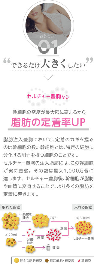 できるだけ大きくしたい | セルチャー豊胸なら 幹細胞の密度が最大限に高まるから脂肪の定着率UP | 脂肪注入豊胸において、定着の鍵を握るのは幹細胞の数。幹細胞とは、特定の細胞に分化する能力を持つ細胞のことです。セルチャー豊胸の注入脂肪には、この幹細胞が実に豊富。その数は最大1,000万個に達します。セルチャー豊胸後、幹細胞が脂肪や血管に変身することで、より多くの脂肪を定着に導きます。